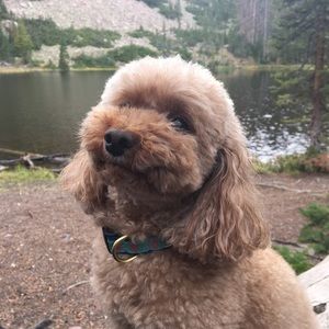 Meet your Posher, AINSLEY